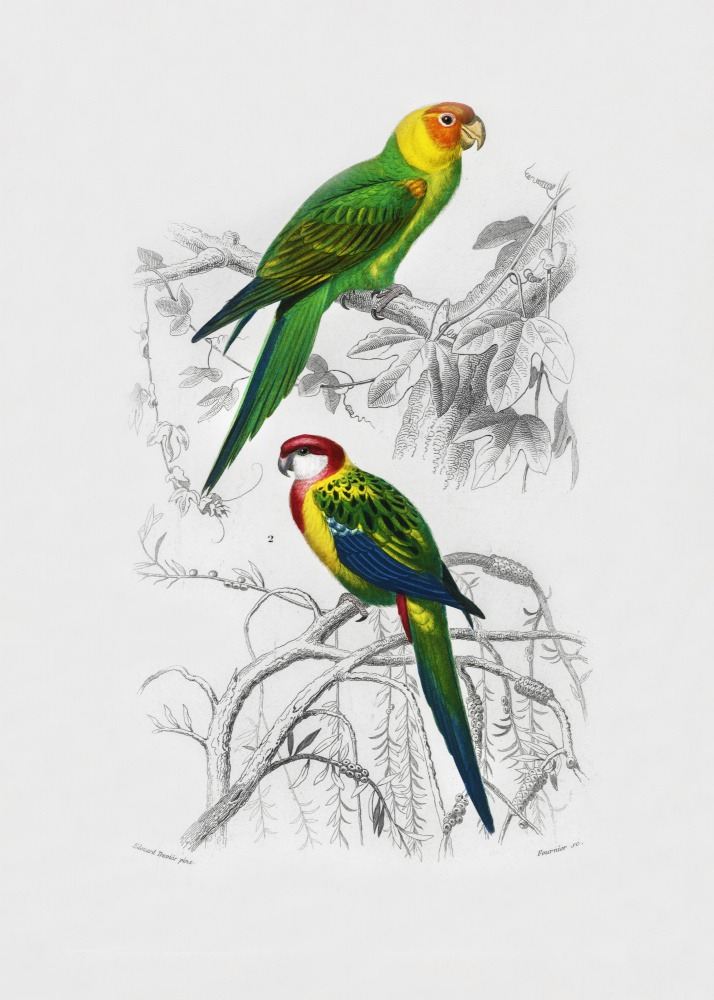 Birds by Charles Dessalines D Orbigny — canvas wall art
