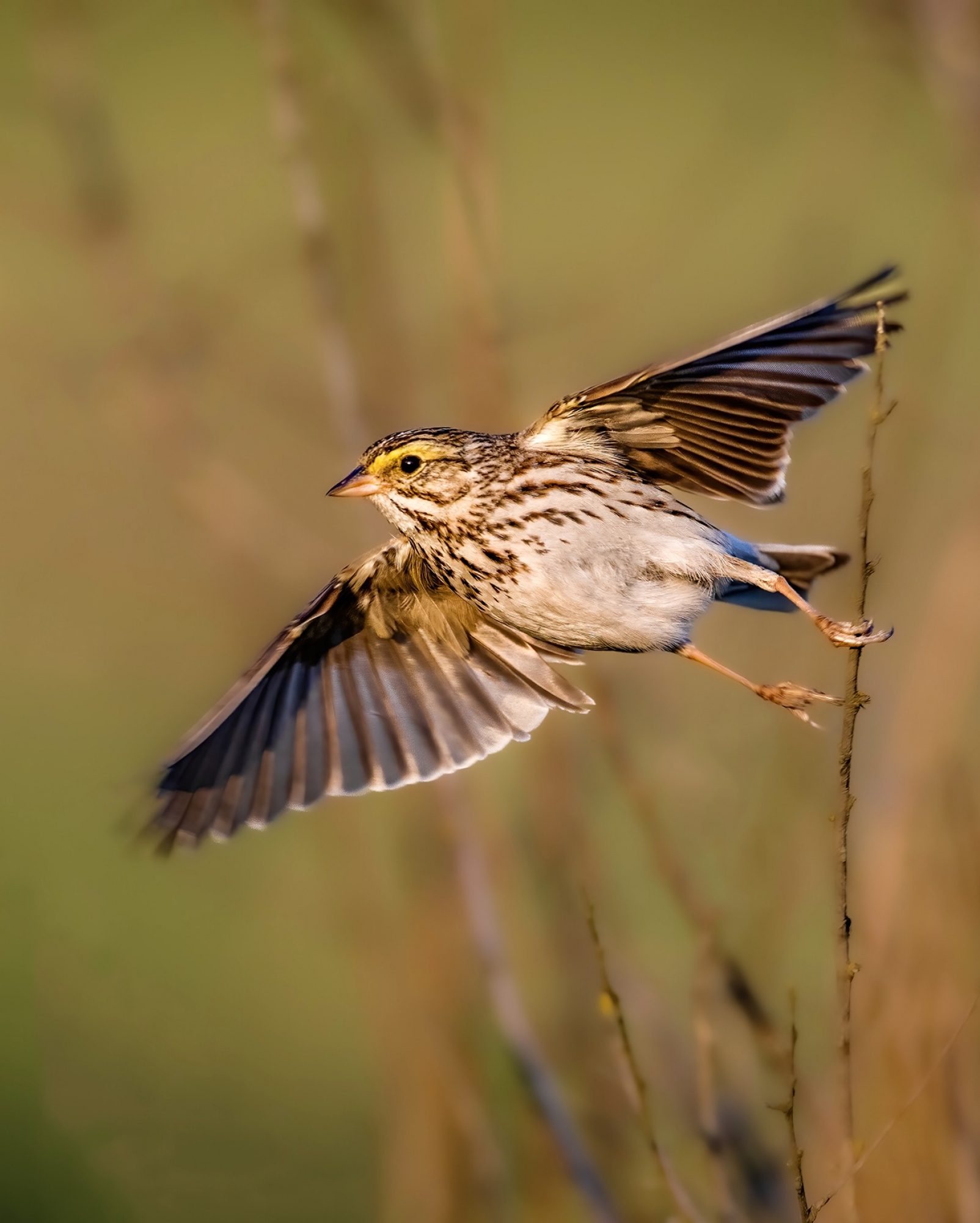 Savannah Sparrow 2