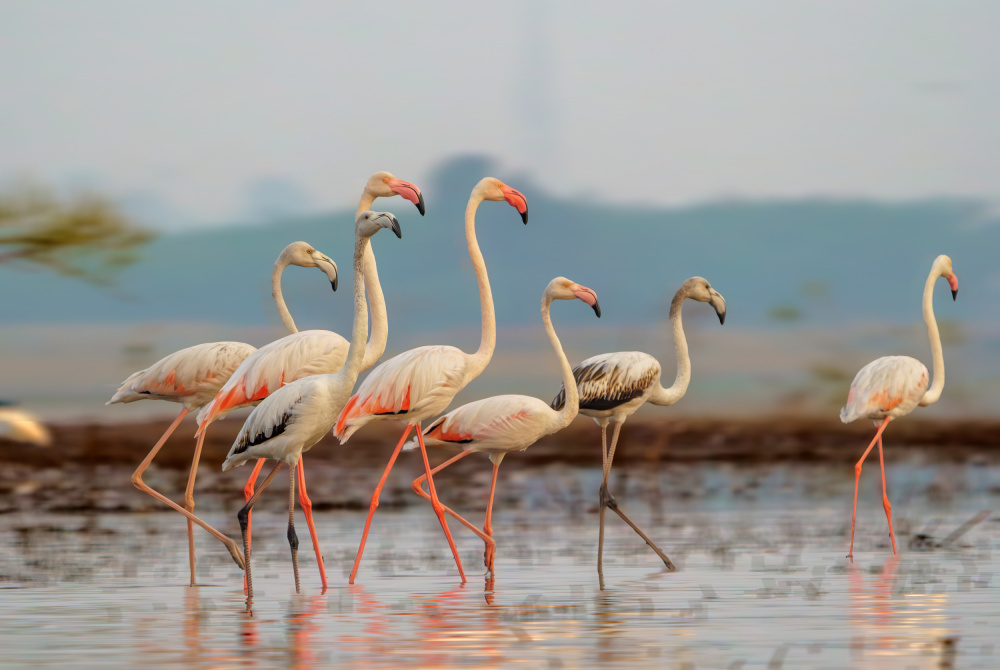 Graceful Flamingos Wading by Rahul Wedpathak — canvas wall art