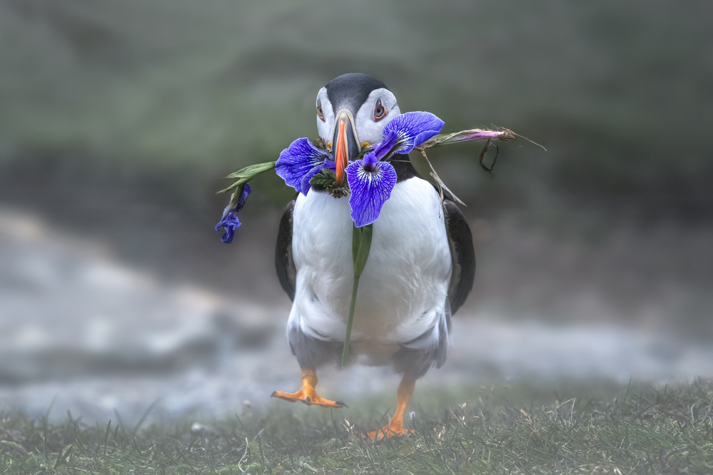 Puffin with Iris Flower by Larry Deng APA — canvas wall art