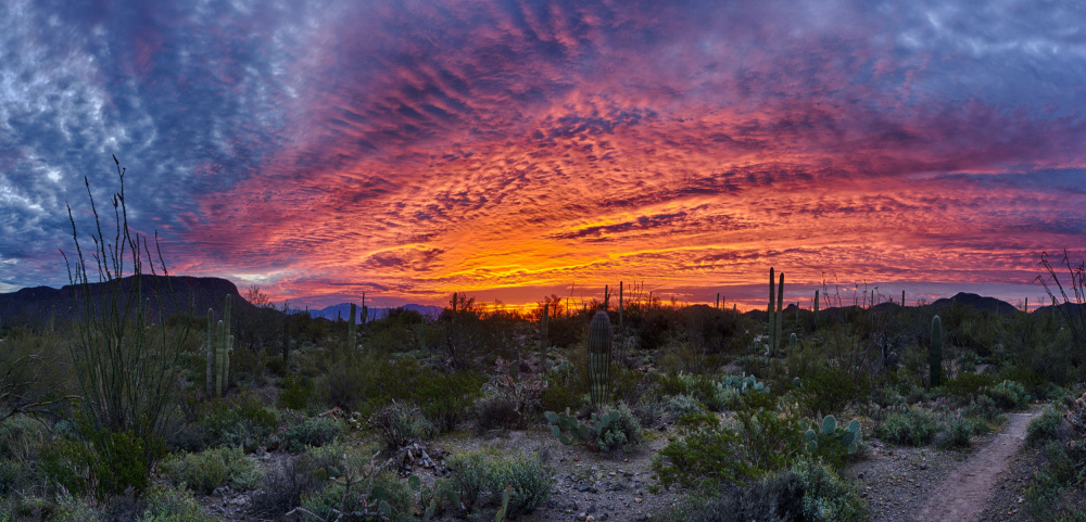 Vibrant Desert Sunset by GuruShots — canvas wall art