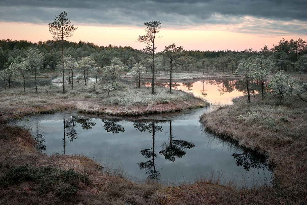 Frosted Bog Sunrise by Reinis Cīrulis — canvas wall art