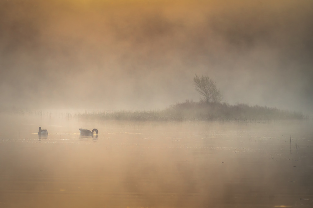 Misty Morning Ducks by Benny Pettersson — canvas wall art