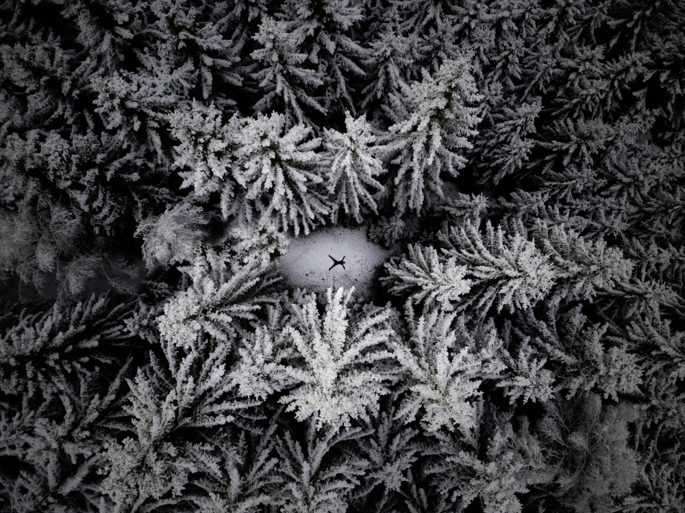 Snowy Forest Solitude by Leszek Paradowski — canvas wall art