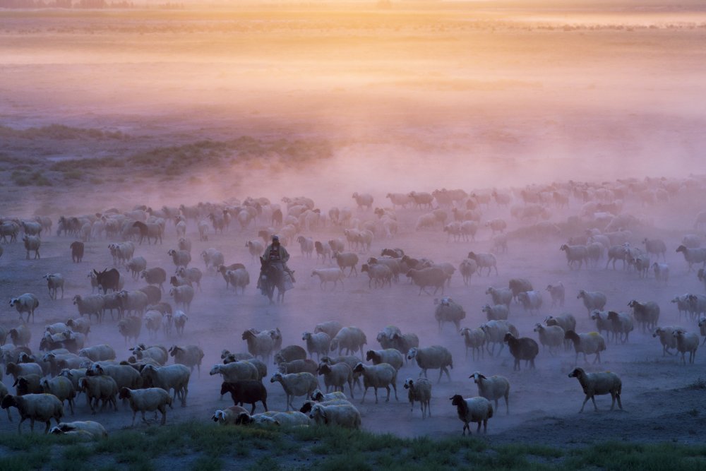 Shepherd's Misty Flock by Emir Bagci — canvas wall art