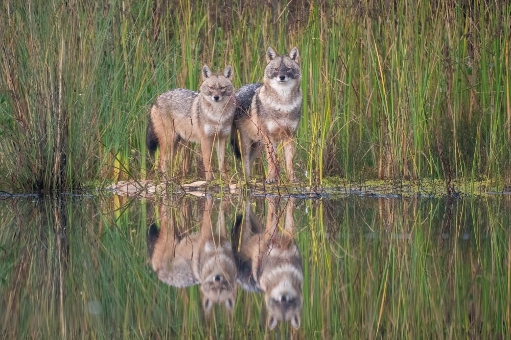 Reflecting Golden Jackals by Daniel Katz — canvas wall art