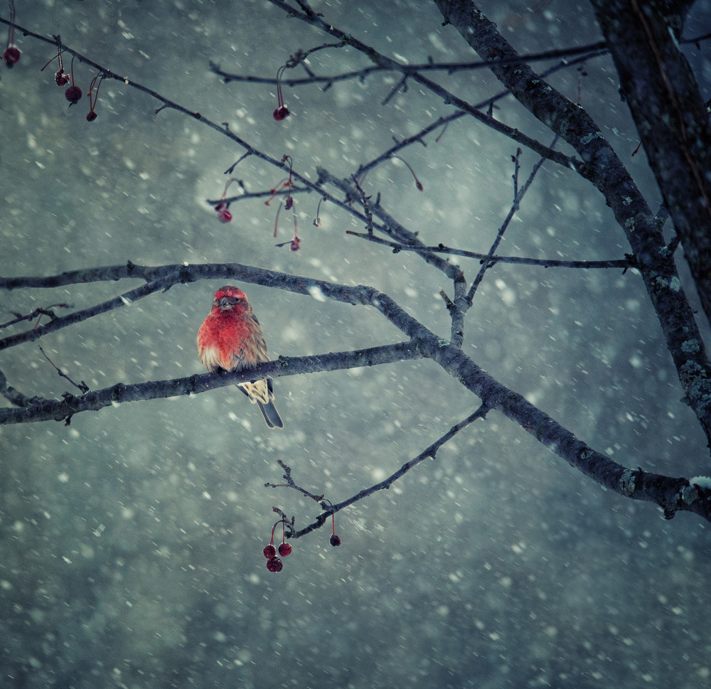 Crimson Winter Bird by Yu Cheng — canvas wall art