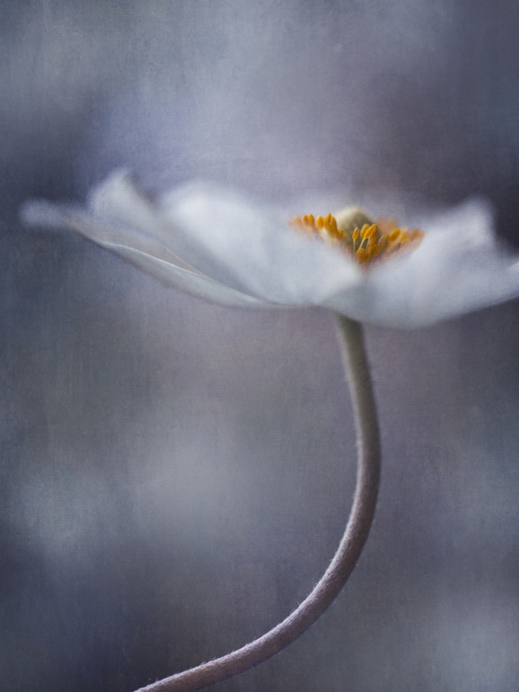 Graceful White Bloom by Priska Wettstein — canvas wall art