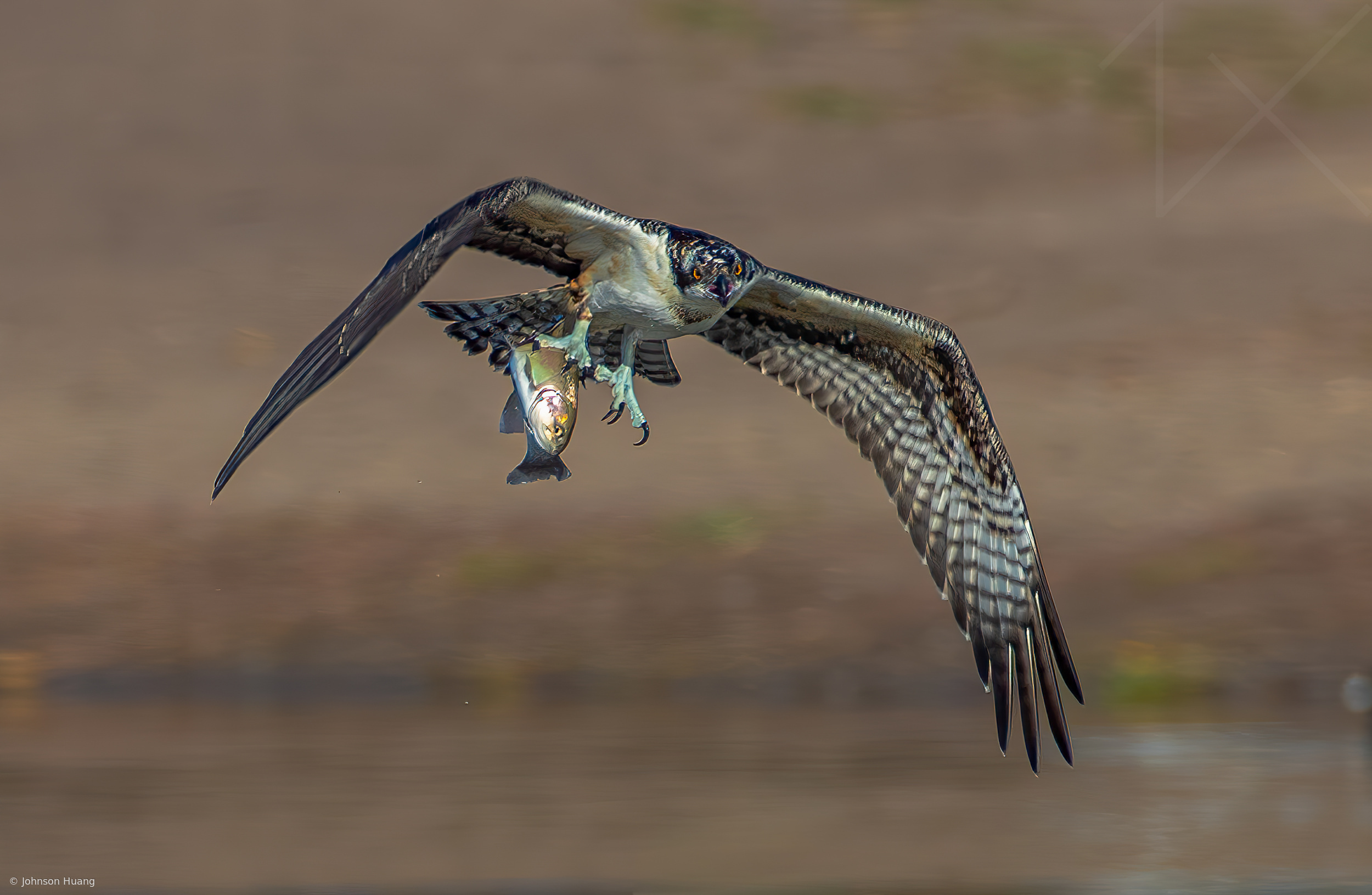 Fish hawk