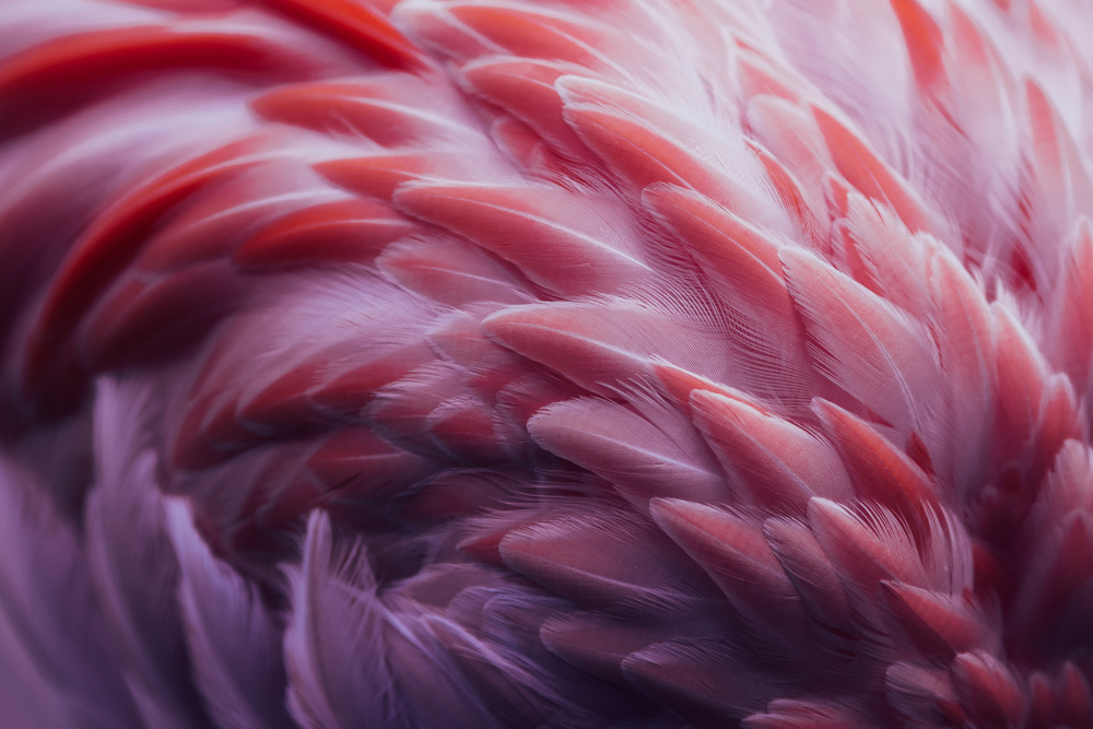 Vibrant Flamingo Feathers by Angyalosi Beáta — canvas wall art