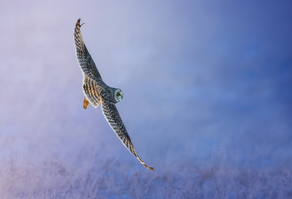 Soaring Winter Owl by Tao Huang — canvas wall art