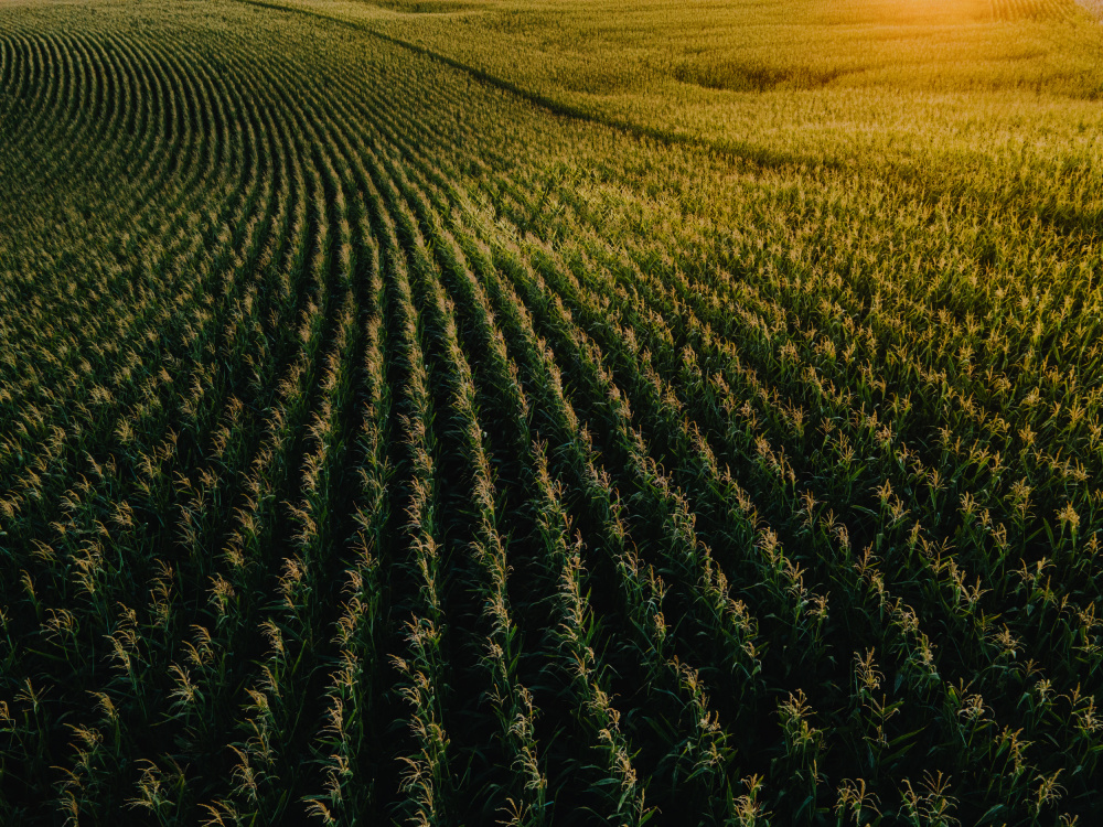 Golden Corn Field Rows by Javier Pardina — canvas wall art