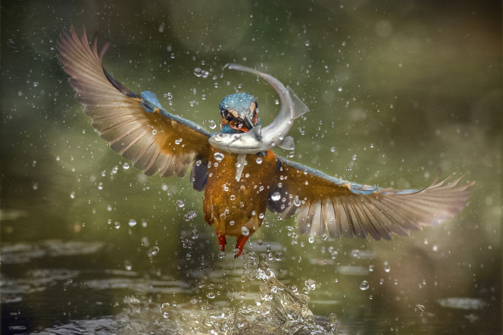 Kingfisher's Perfect Catch by Alberto Ghizzi Panizza — canvas wall art