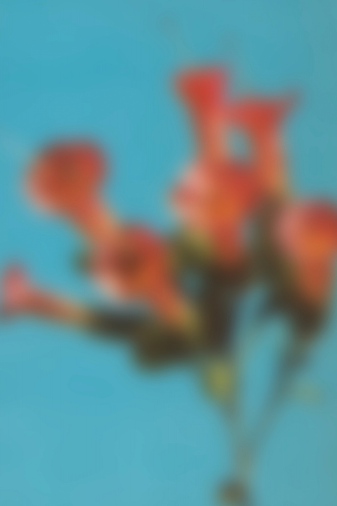 Soft Focus Trumpet Flowers by THE MIUUS STUDIO — canvas wall art