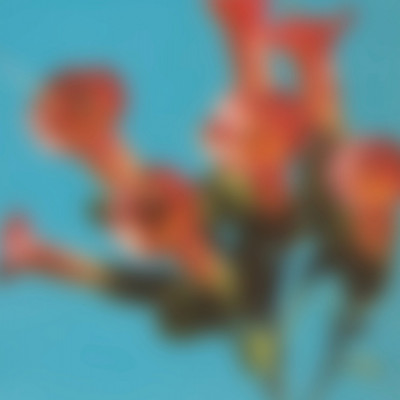 Soft Focus Trumpet Flowers