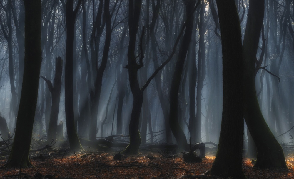 Misty Forest Light by Jan Paul Kraaij — canvas wall art
