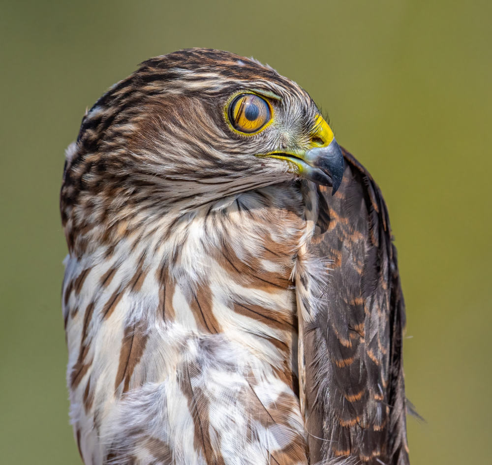 Majestic Hawk Portrait by Abhinav Sharma — canvas wall art