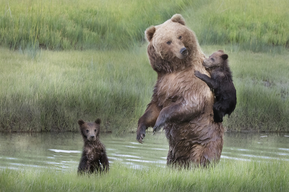 Mama Bear And Cubs by Linda D Lester — canvas wall art