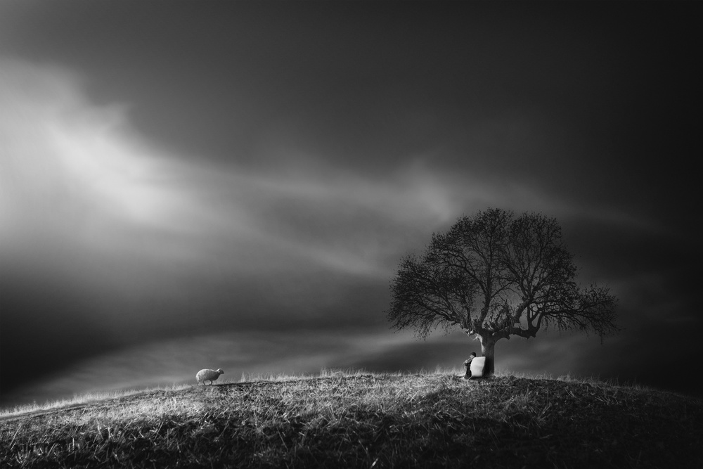 Solitary Tree Serene Landscape by Yasemin Bakan — canvas wall art