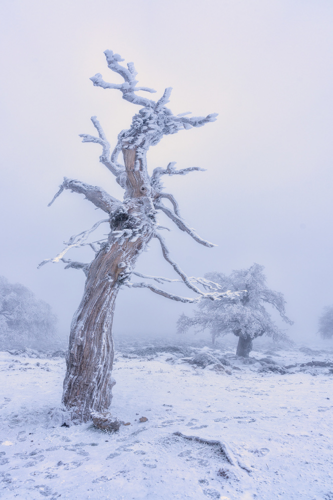 Solitary Frosted Tree by Emilio Pino — canvas wall art