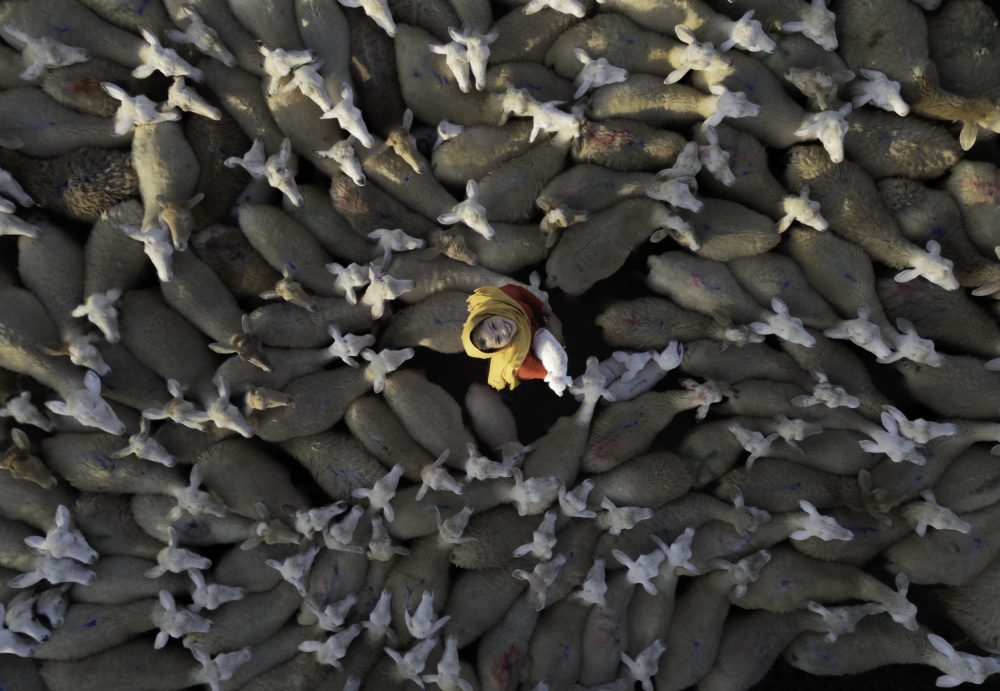 Shepherd Among Sheep by G. KIRAN KUMAR REDDY — canvas wall art