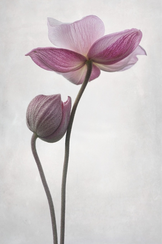 Backlit Pink Anemones by Lotte Grønkjær — canvas wall art
