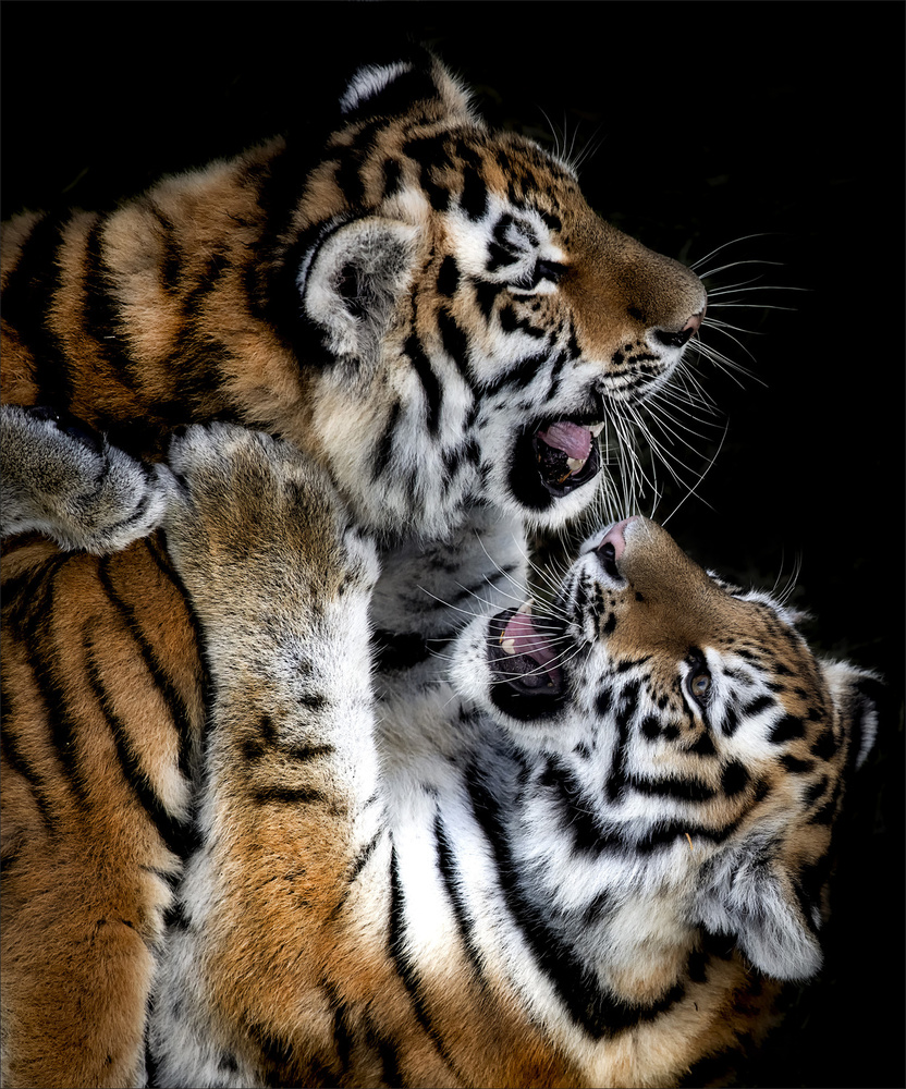 Playful Tiger Cubs by Chris Coenders — canvas wall art
