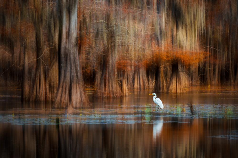 Graceful Egret Serene Swamp by Serena Duan — canvas wall art
