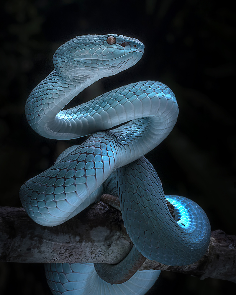 Blue Viper Full Awareness by Fauzan Maududdin — canvas wall art