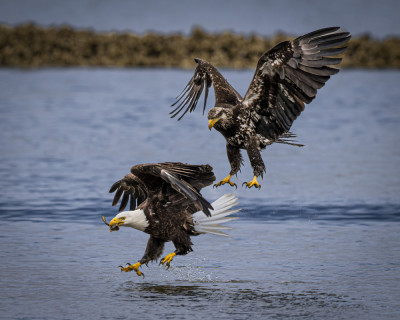 Chasing by Wanghan Li