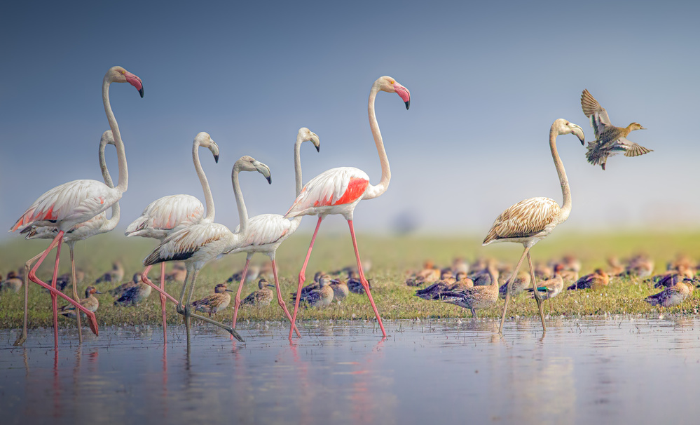 Graceful Flamingos Wading by Rahul Wedpathak — canvas wall art