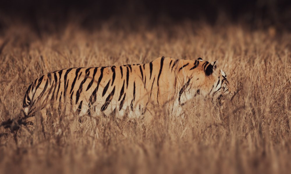 Artistic Tiger Camouflage by Abhinav Sharma — canvas wall art