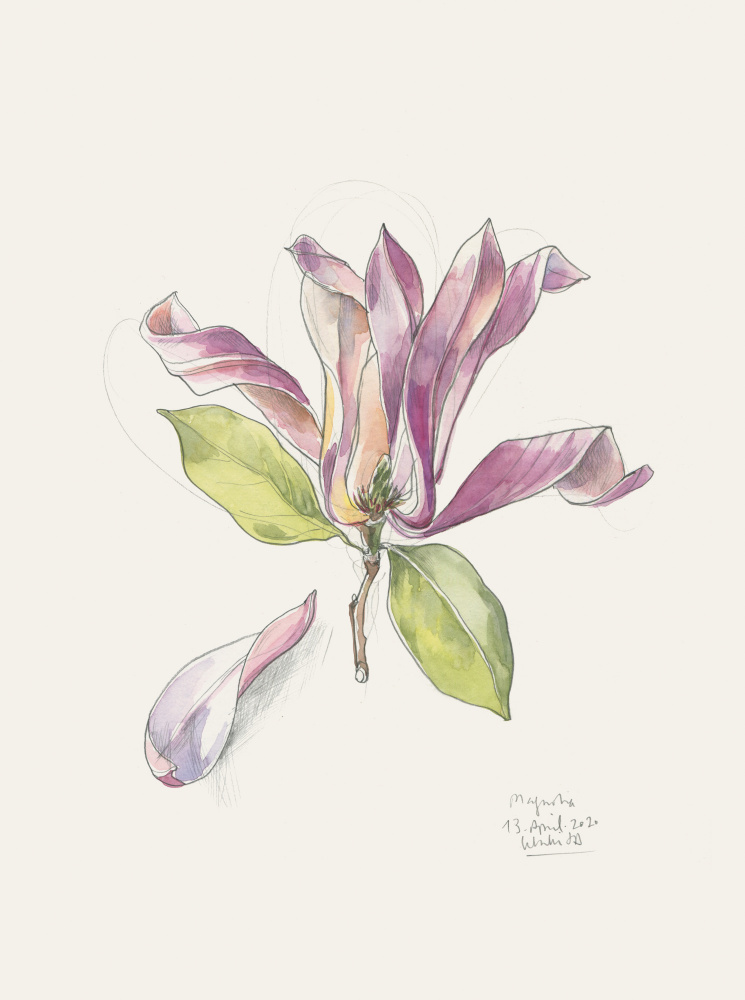 Pink Watercolor Magnolia by Catalina Somolinos — canvas wall art
