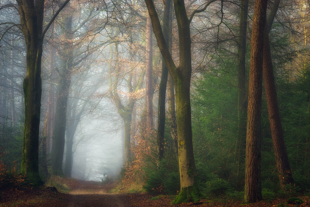 Misty Forest Path by Ellen Borggreve — canvas wall art