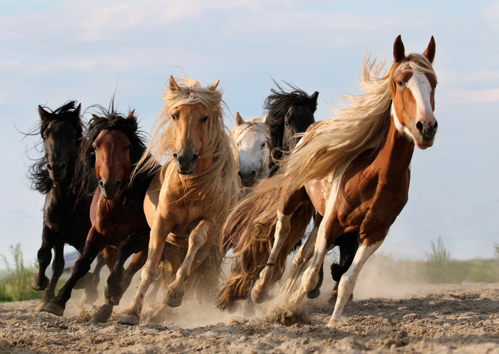 Wild Horses Run Free by Adam Wong — canvas wall art