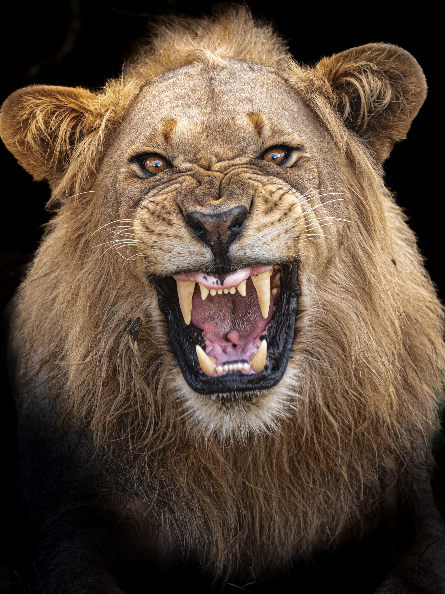 Lion King by Nature.Zi