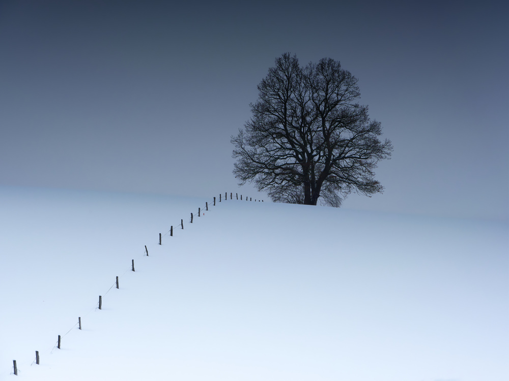 Lone Winter Tree by Alexej Schulz — canvas wall art