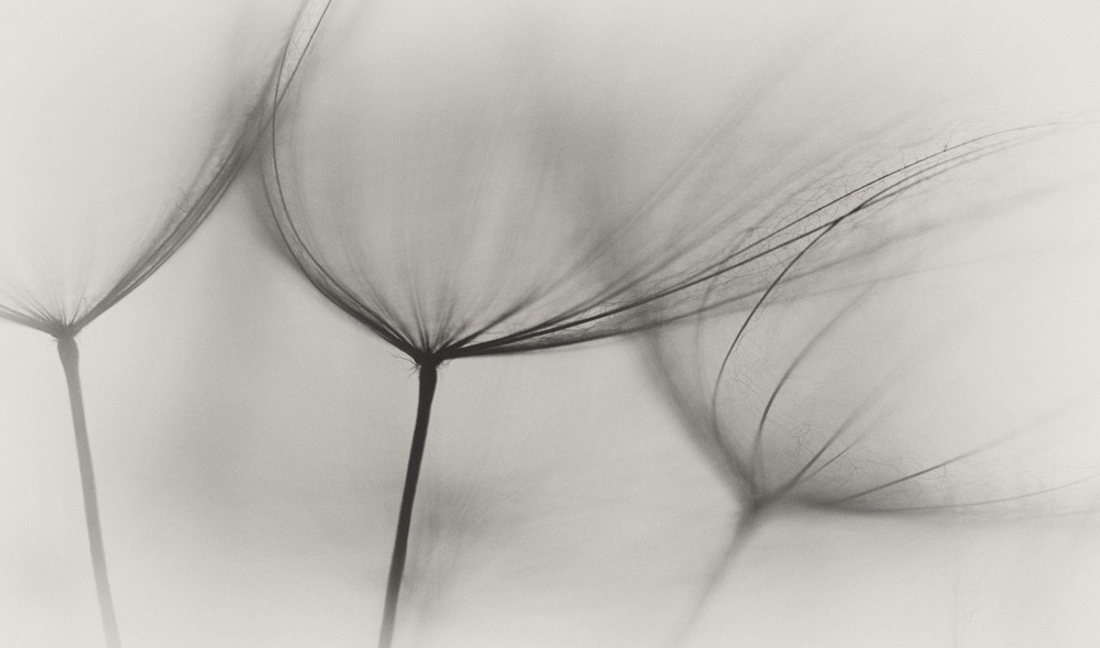 Delicate Dandelion Seeds by Lotte Grønkjær — canvas wall art