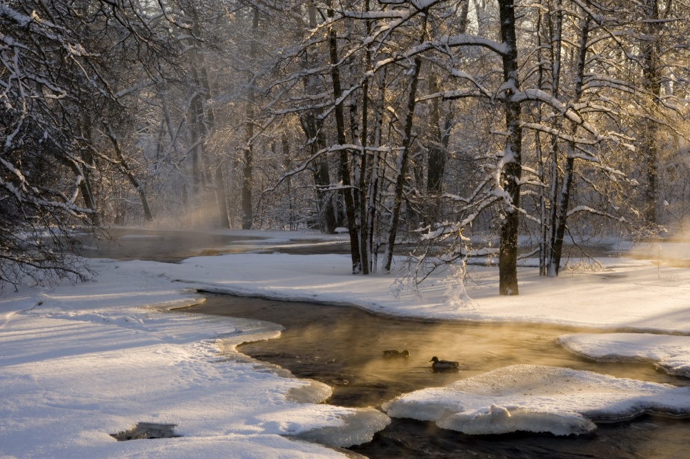 Golden Winter Stream by Robin Eriksson — canvas wall art