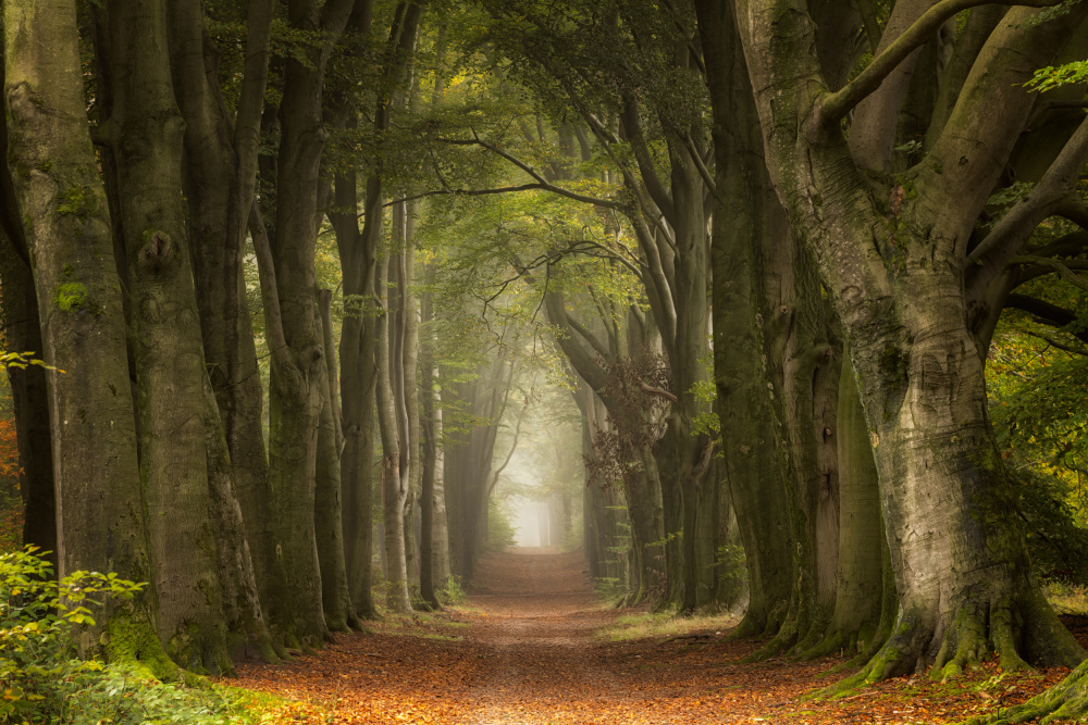 Misty Forest Path by Ellen Borggreve — canvas wall art