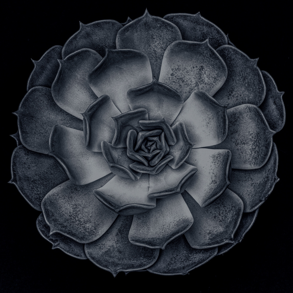 Dark Succulent Rosette by Old Artists Studio III — canvas wall art