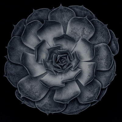 Succulent Graptoveria B&W 001 Square Contrast 002