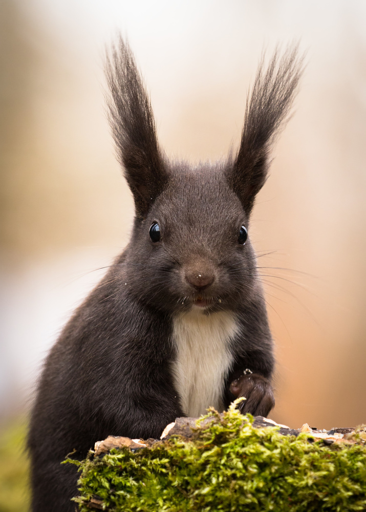Curious Woodland Squirrel by Robert Adamec — canvas wall art