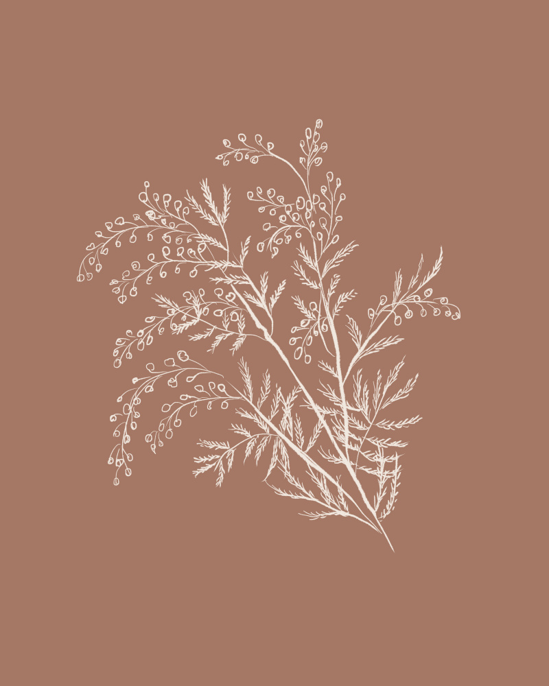 Acacia Botanical Branch by Anis Illustration — canvas wall art