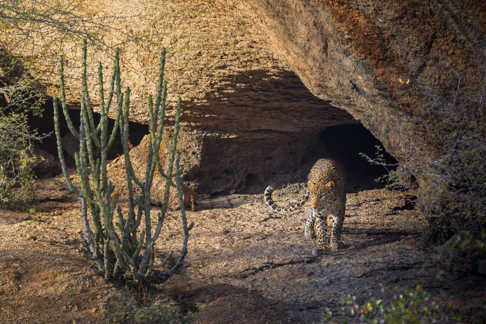 Leopard Cave Prowl by Abhinav Sharma — canvas wall art
