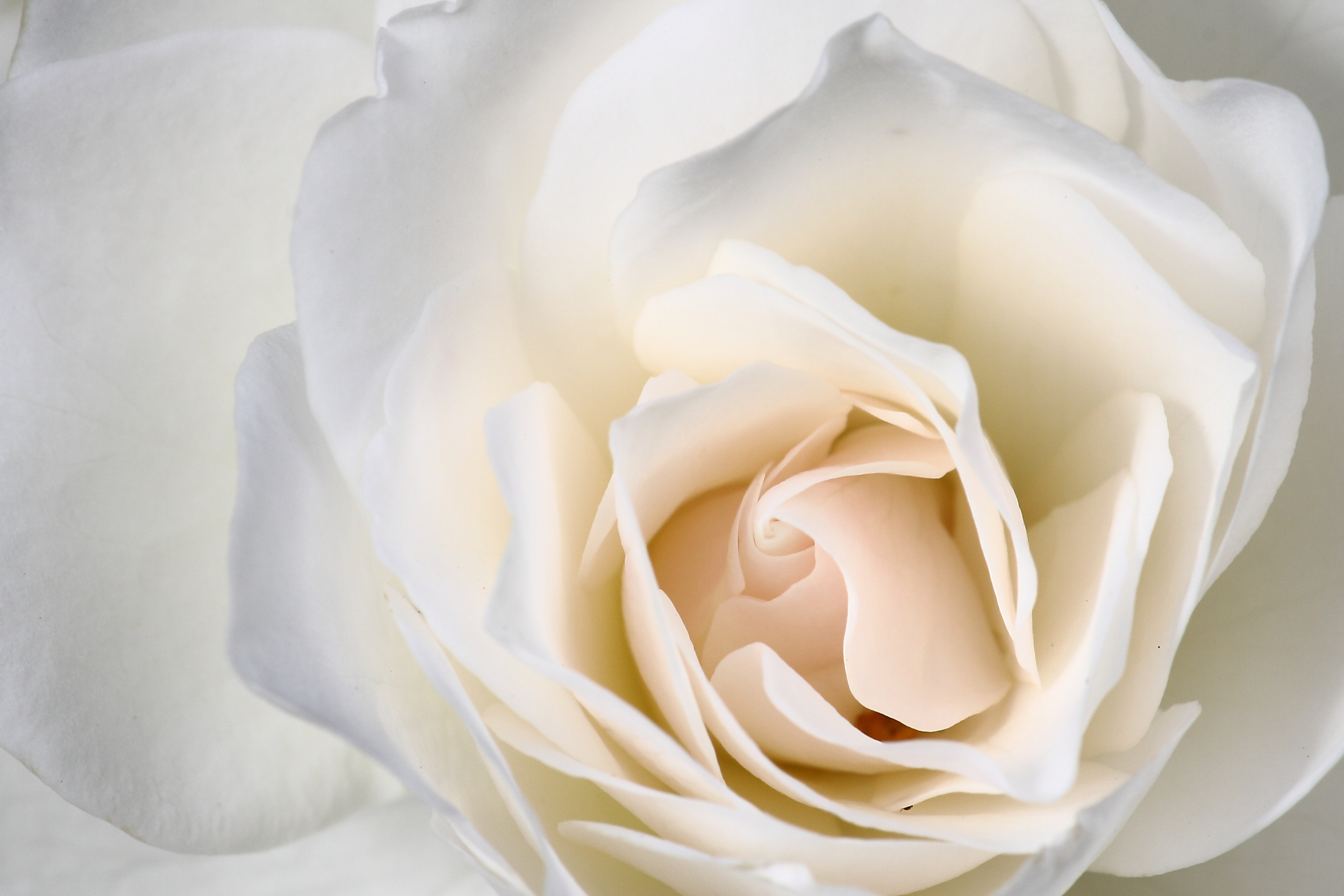 White rose close-up