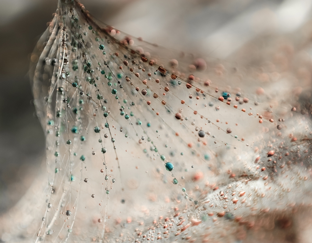 Colorful Seed Droplets by Ivelina Blagoeva — canvas wall art