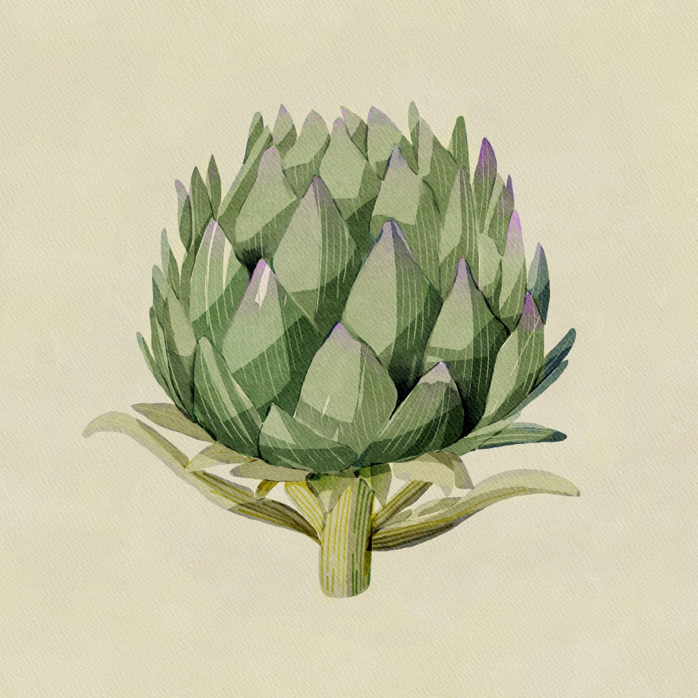 Artichoke by Katie O'Shea — canvas wall art