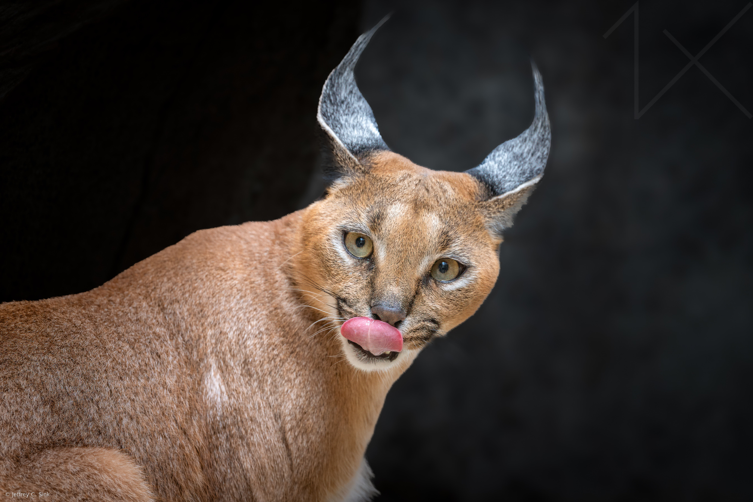 Caracal with attitude