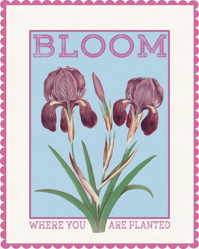 Purple Irises Bloom Quote by Wild Violets — canvas wall art